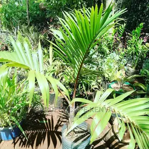Garden Plants,Seeds,Trees, Fertilizers and Lawn Grass