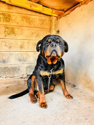 1-3 months Male Purebred Rottweiler