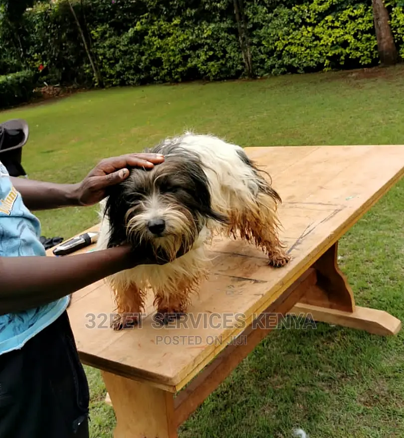 Professional Pet Grooming Services