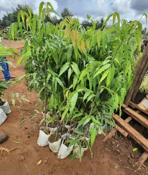 Ashok Tree Seedlings Available