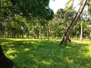Takaungu (1/4 Acre) Beach Plots