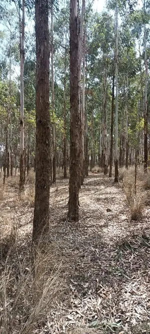 Blue Gum, Eucalyptus Trees for Sale