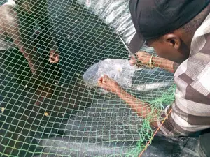 Bird Nets for Increased Productivity