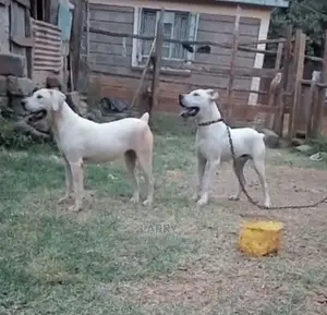 6-12 months Male Purebred Dogo Argentino