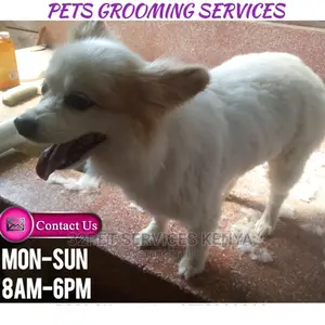Professional Pet Grooming Services