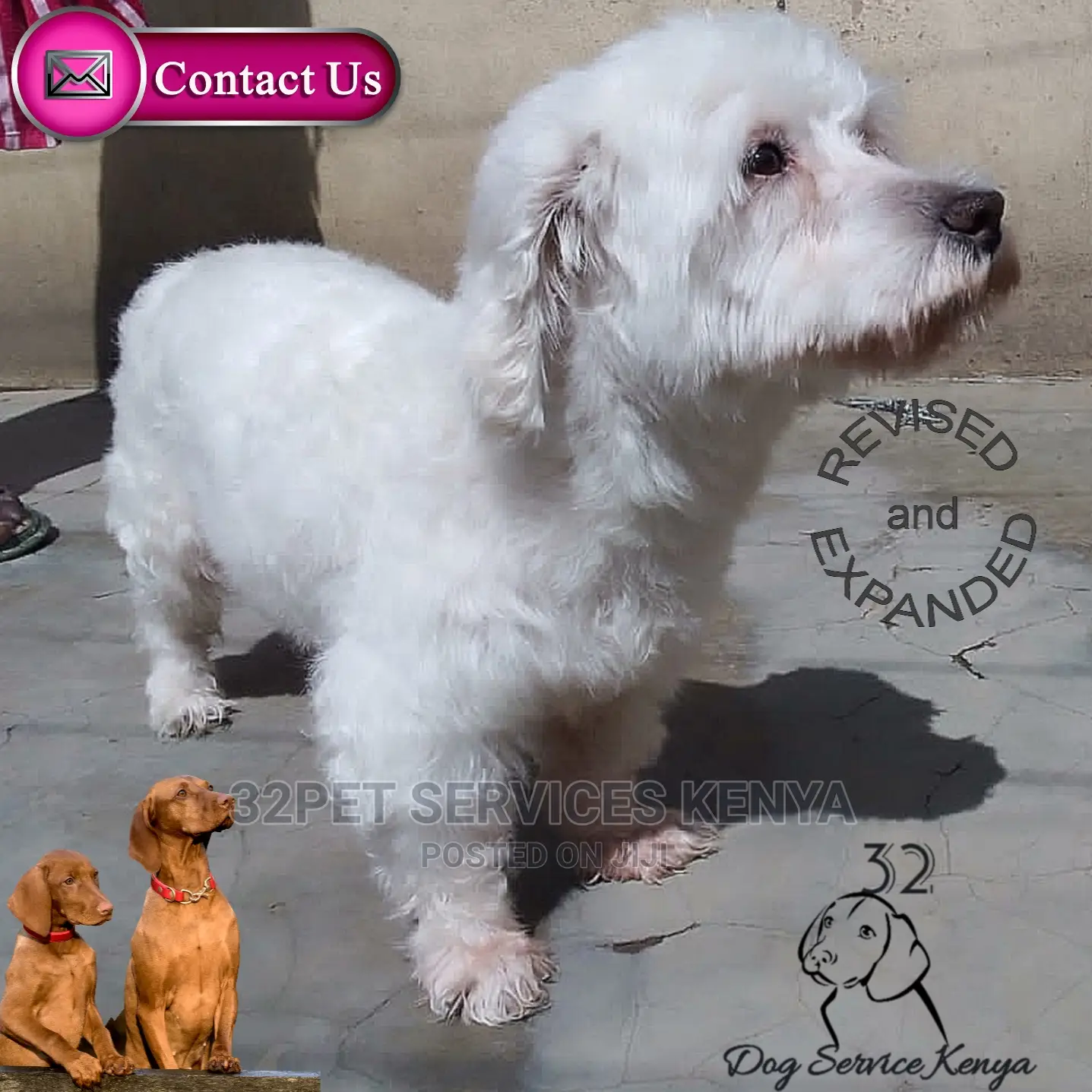 Professional Pet Grooming Services