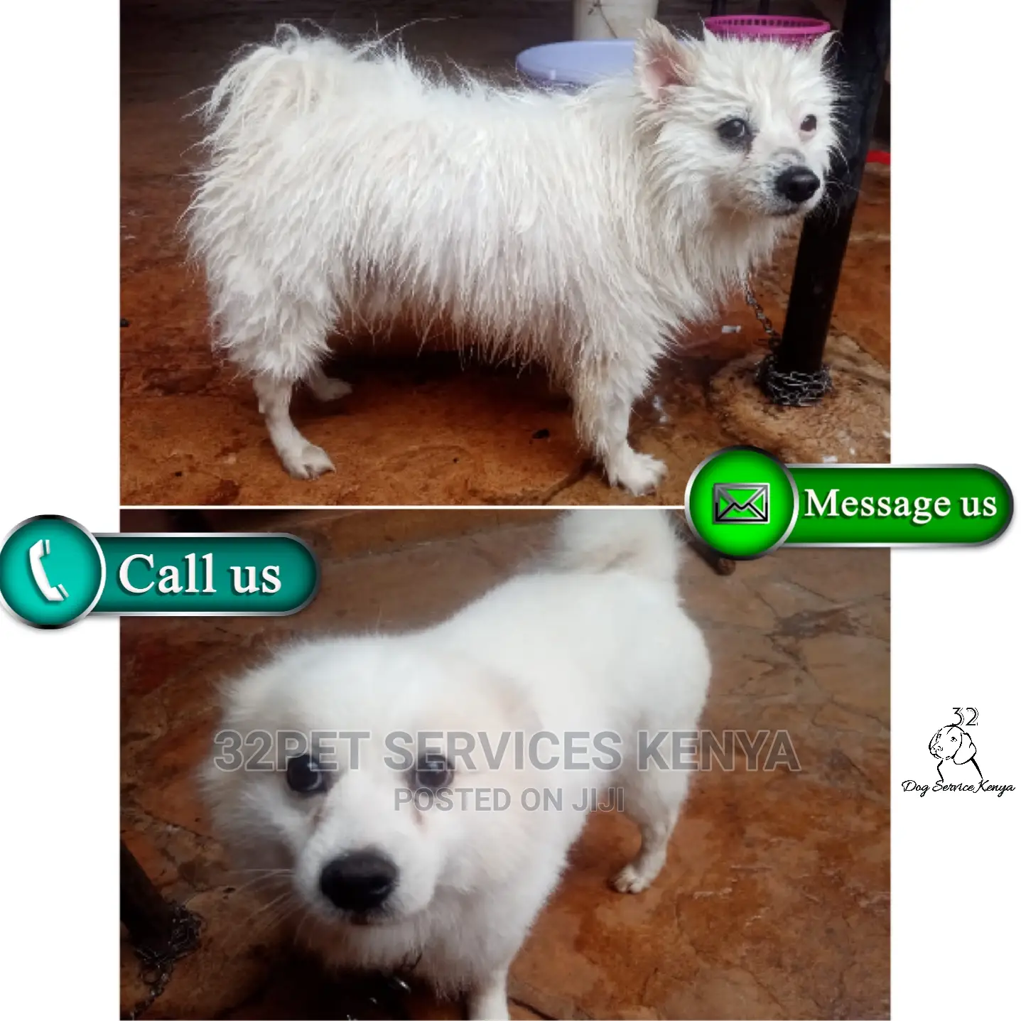 Professional Pet Grooming Services