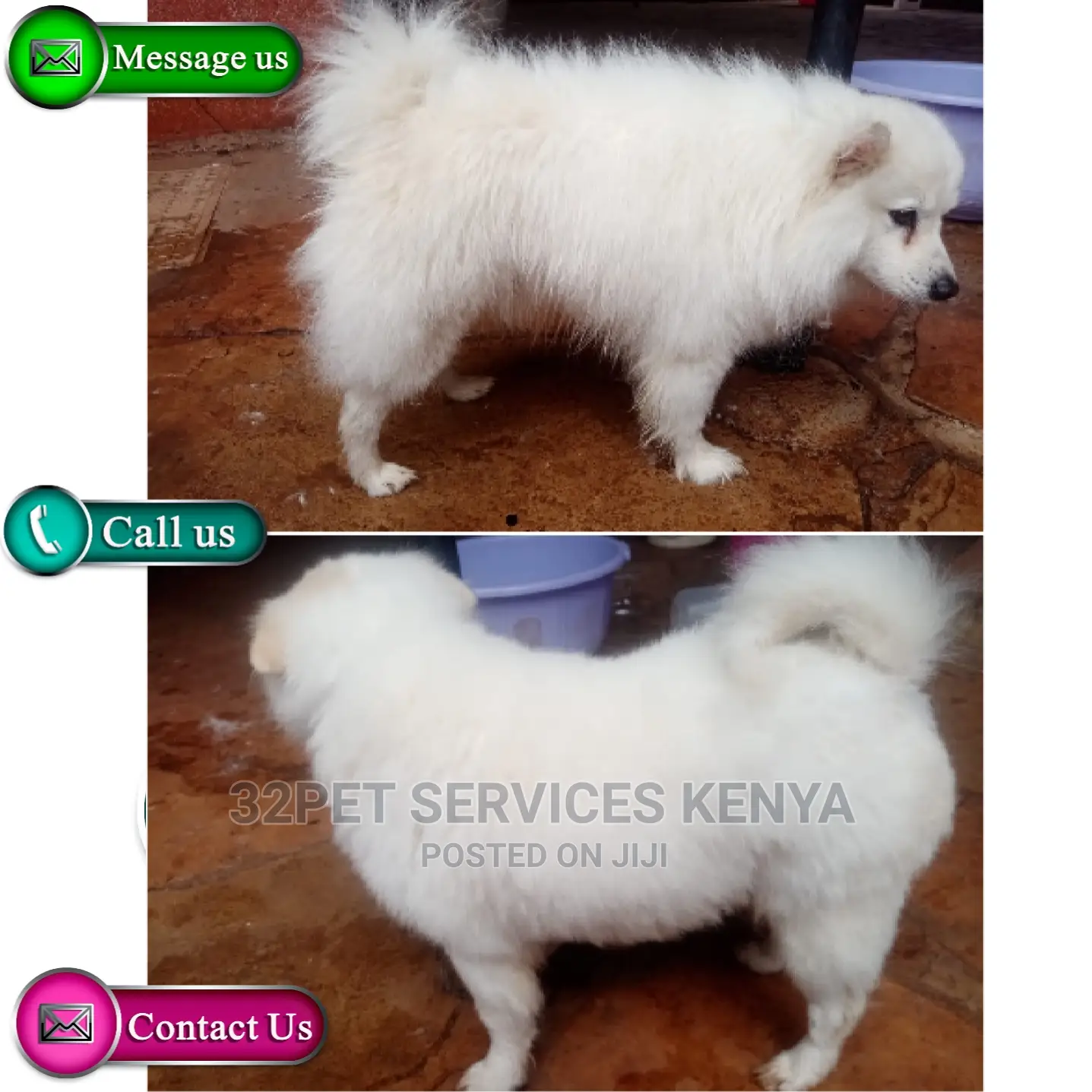 Professional Pet Grooming Services