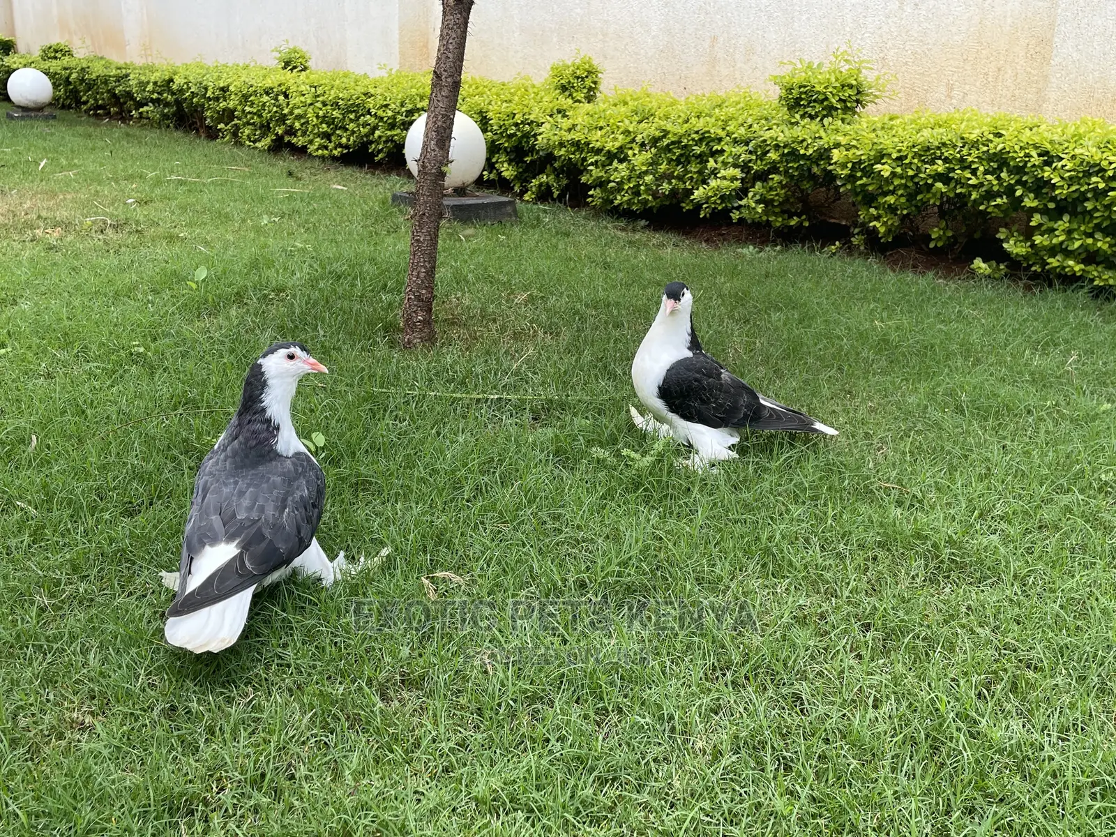 Upcoming Lahore Pair