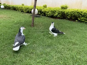 Upcoming Lahore Pair
