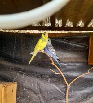 Budgerigar