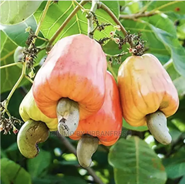 Cashew Nut Tree Seedlings High Yielding Moq 5