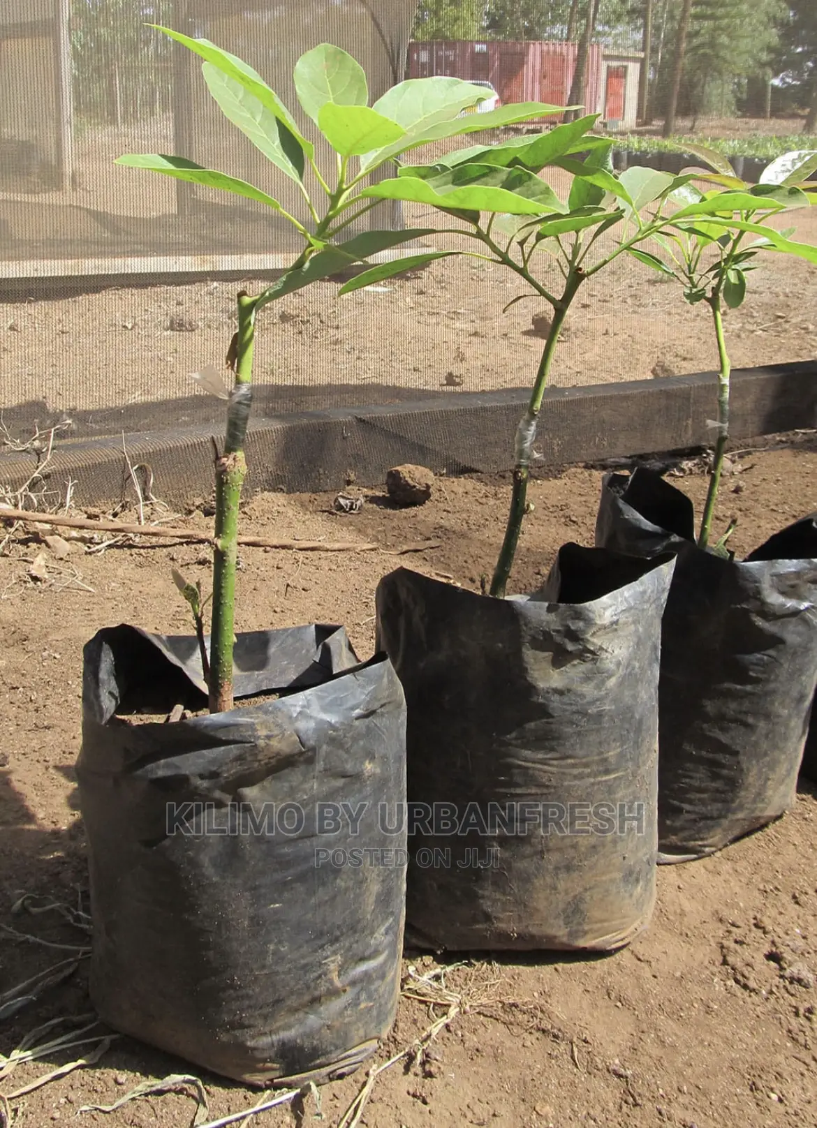 Cashew Nut Tree Seedlings High Yielding Moq 5