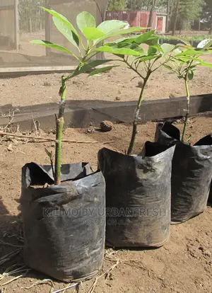 Cashew Nut Tree Seedlings High Yielding Moq 5