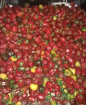 Coloured Capsicum Yellow Red Grade 1. Moq 10kgs