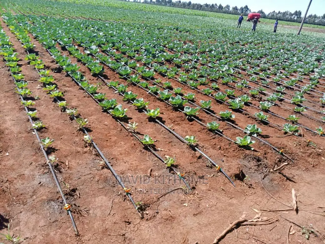 Drip Irrigation Installation