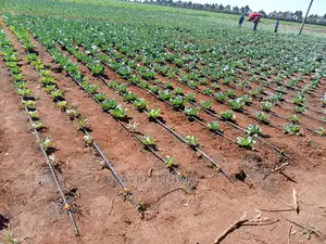 Drip Irrigation Installation