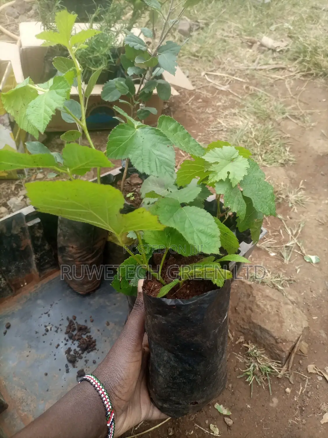 Blackberry Seedlings