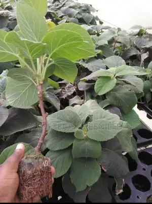 Kiwi Fruit Seedlings