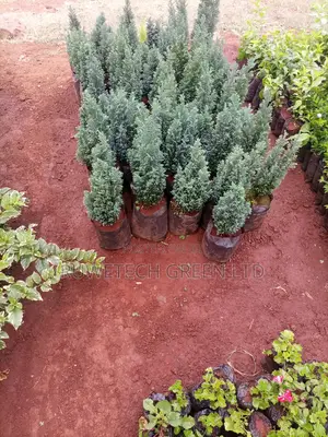 Lemon Cypress