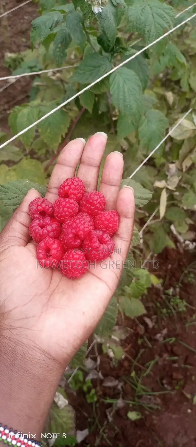 Red Raspberry