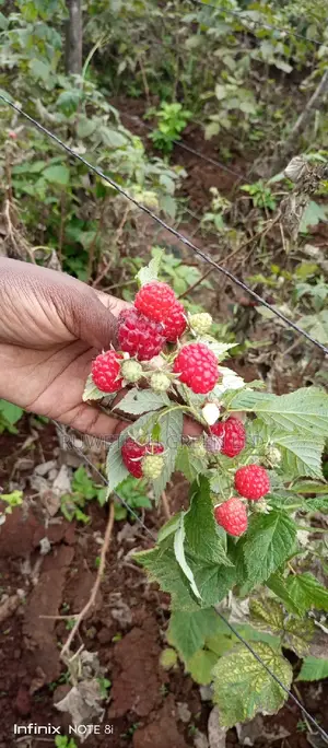 Red Raspberry