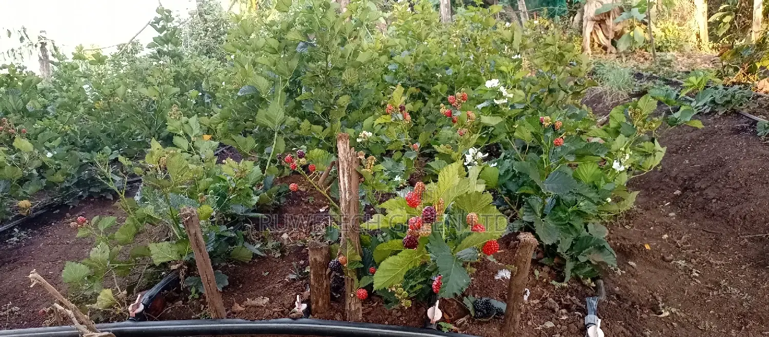 Blackberry Seedlings