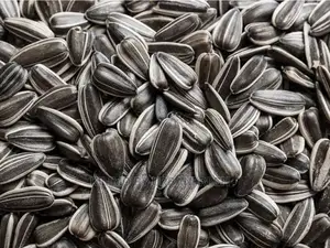 Sunflower Seed for Planting. 10 Kgs.