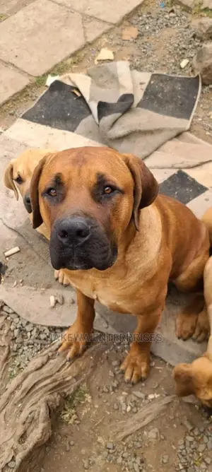 6-12 months Male Purebred Boerboel