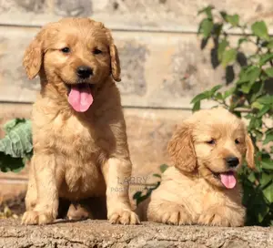 1-3 months Female Purebred Golden Retriever