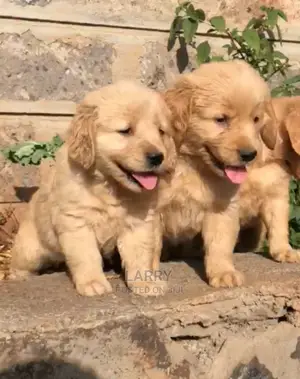 1-3 months Male Purebred Golden Retriever