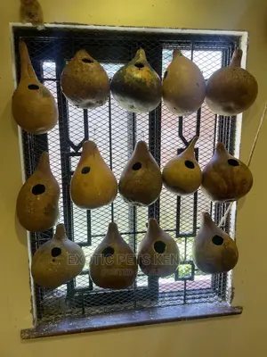 Bird Nests