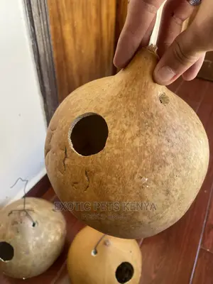 Bird Nests