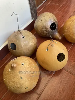 Bird Nests