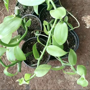 Vanilla Seedlings . Moq 5