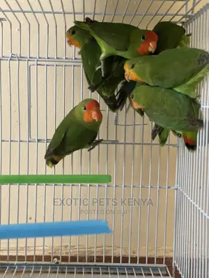 Peach Faced Lovebirds (Imported)
