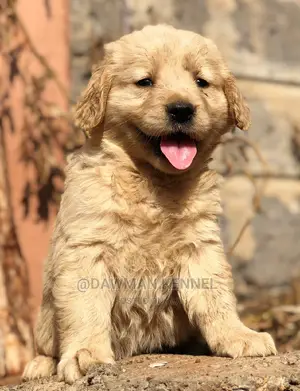 1-3 months Female Purebred Golden Retriever