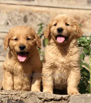 1-3 months Female Purebred Golden Retriever