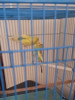 Budgise Baby Birds