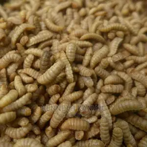 Maggots,Larvae,Bsf