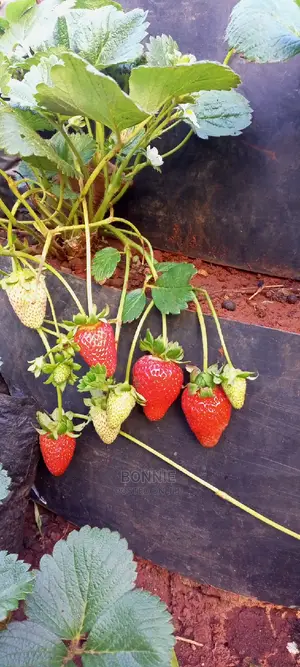 Potted San Andreas Strawberry