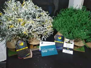 Assorted Laminated Business Cards