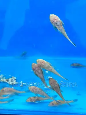 Pleco Fish .