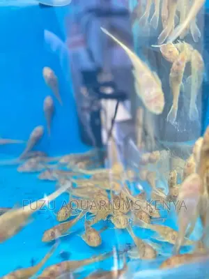 Aquarium Catfish