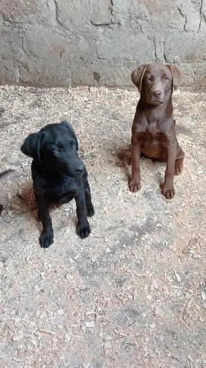 1-3 months Female Purebred Labrador Retriever
