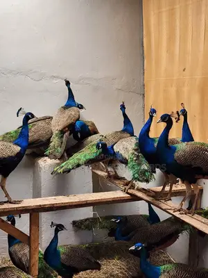 Peacock/ Tausi