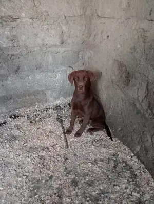 1-3 months Female Purebred Labrador Retriever