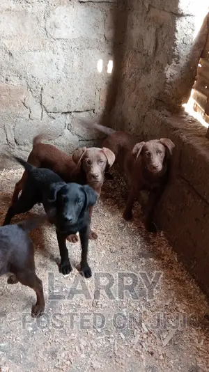 1+ year Female Purebred Labrador Retriever