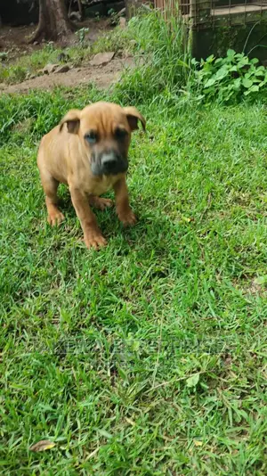 1-3 months Male Purebred Boerboel