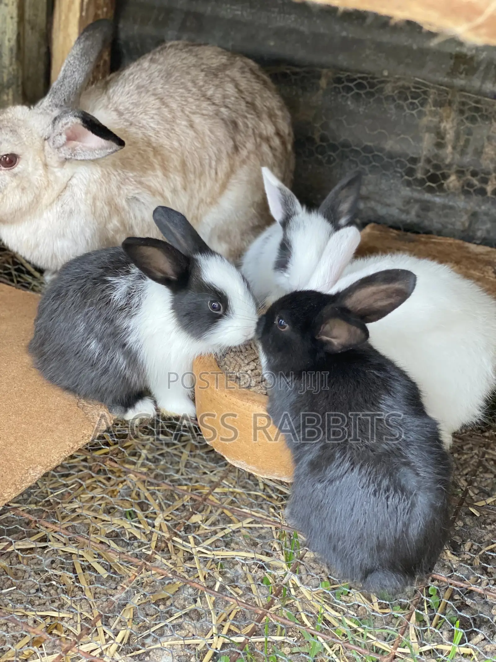 Rabbit Kits / Breeders